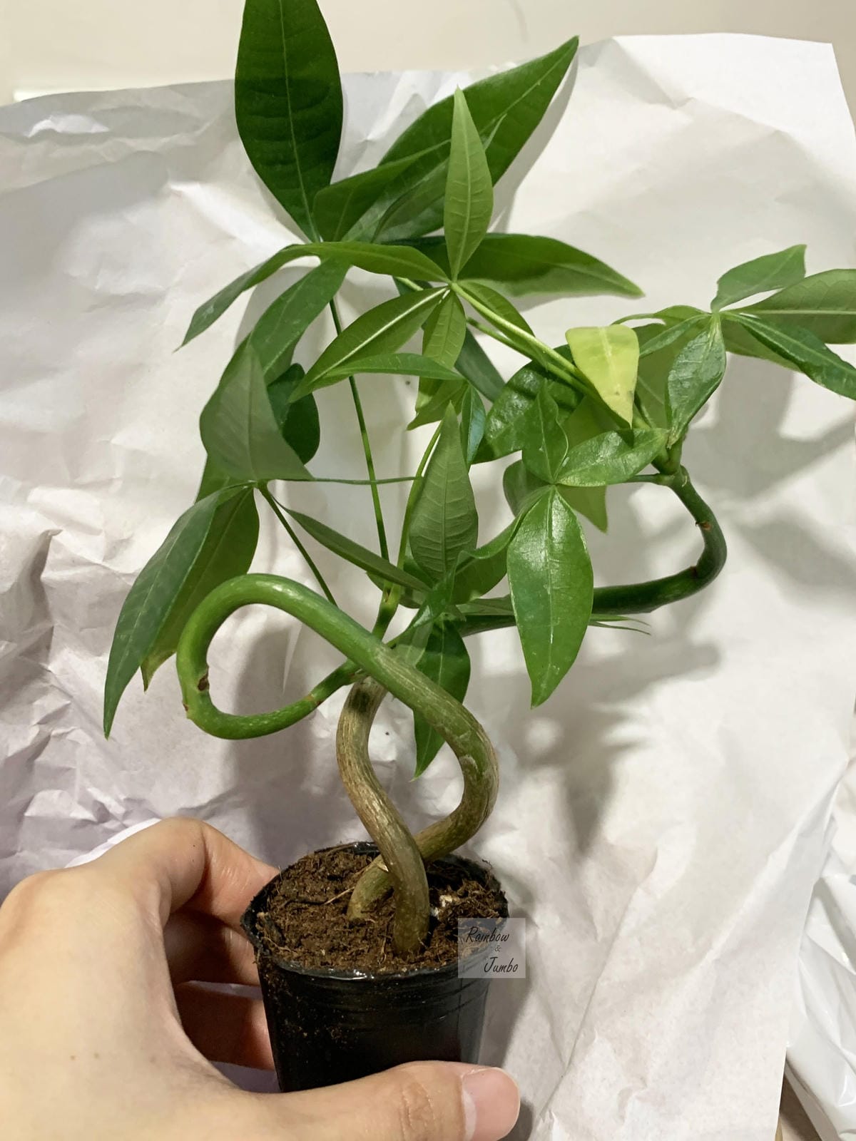 【生活x手做】手作體驗活動|CLING植琢|水苔球手作|馬拉 【生活x手做】手作體驗活動|CLING植琢|水苔球手作|馬拉