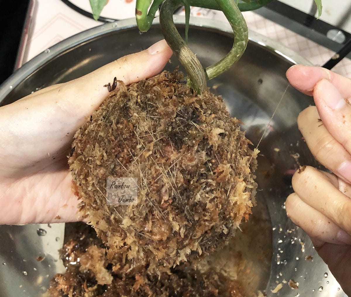 【生活x手做】手作體驗活動|CLING植琢|水苔球手作|馬拉 【生活x手做】手作體驗活動|CLING植琢|水苔球手作|馬拉