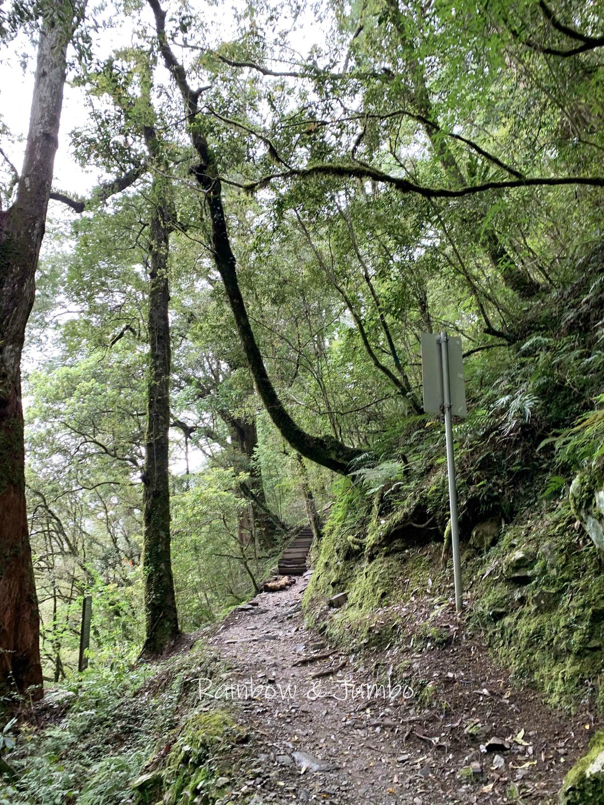 【桃園復興|桃園景點】拉拉山巨木區|拉拉山國家森林遊樂區必訪 【桃園復興|桃園景點】拉拉山巨木區|拉拉山國家森林遊樂區必訪