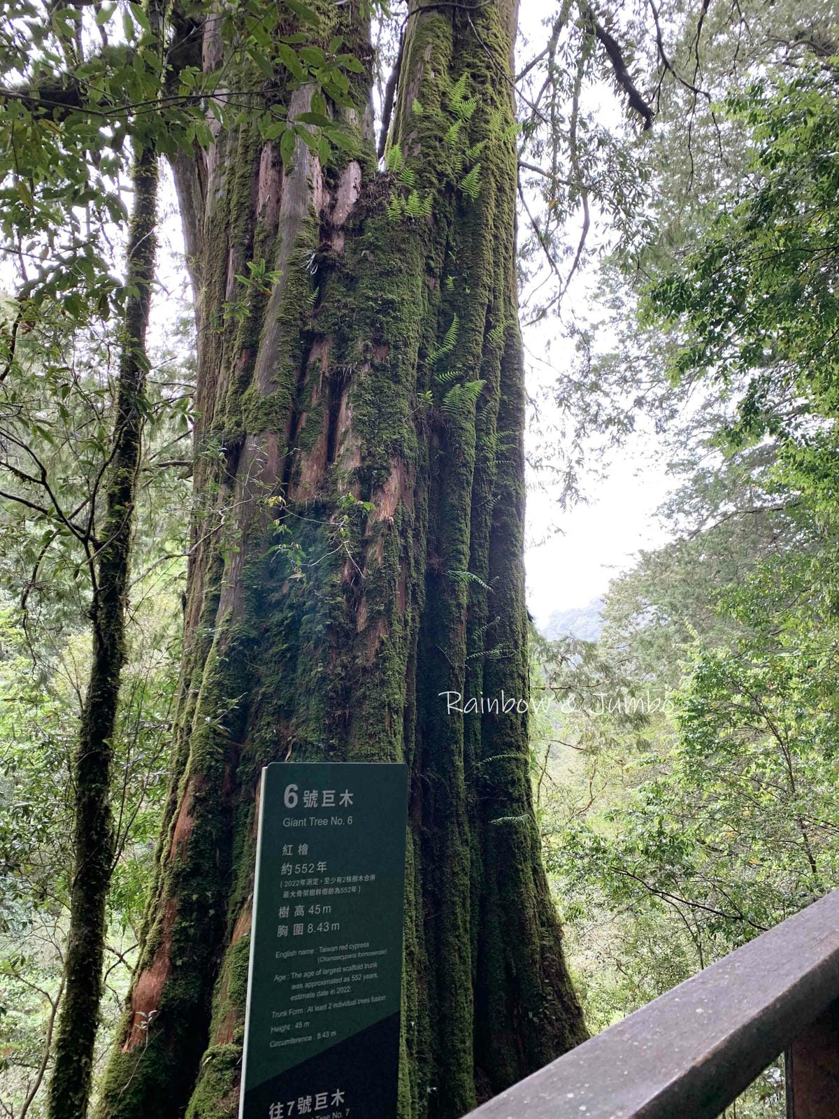 【桃園復興|桃園景點】拉拉山巨木區|拉拉山國家森林遊樂區必訪 【桃園復興|桃園景點】拉拉山巨木區|拉拉山國家森林遊樂區必訪