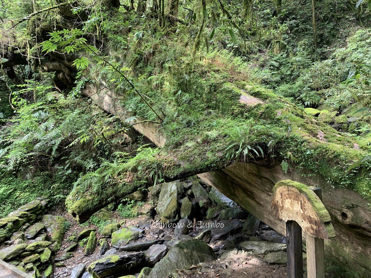 【桃園復興|桃園景點】拉拉山巨木區|拉拉山國家森林遊樂區必訪 【桃園復興|桃園景點】拉拉山巨木區|拉拉山國家森林遊樂區必訪