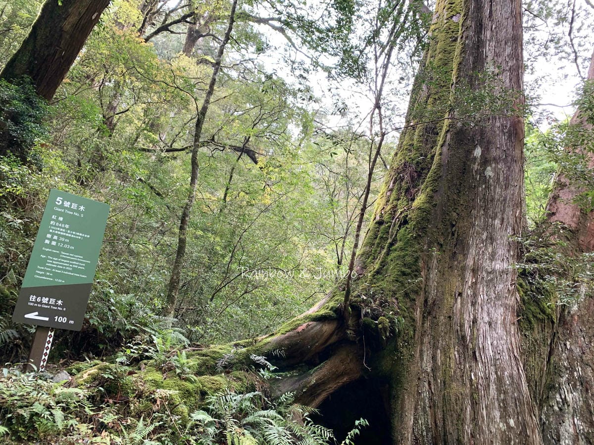 【桃園復興|桃園景點】拉拉山巨木區|拉拉山國家森林遊樂區必訪 【桃園復興|桃園景點】拉拉山巨木區|拉拉山國家森林遊樂區必訪