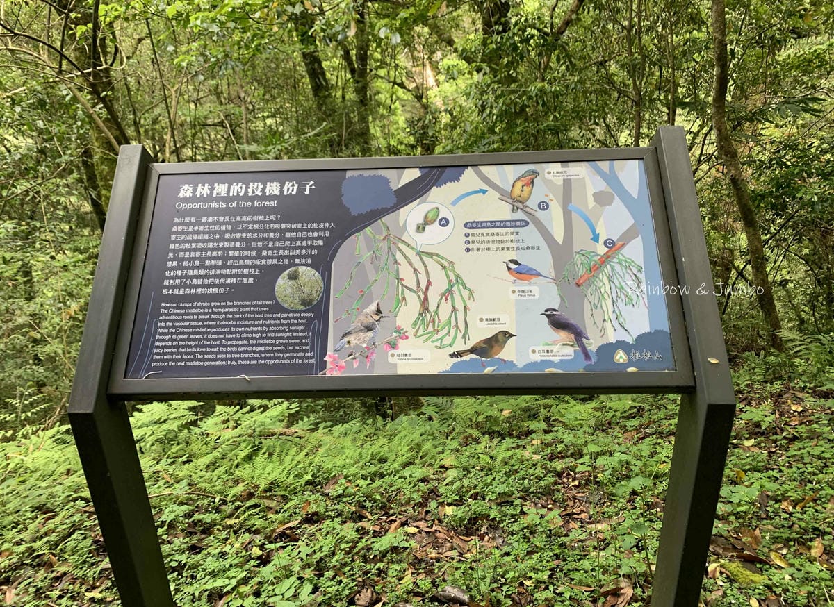【桃園復興|桃園景點】拉拉山巨木區|拉拉山國家森林遊樂區必訪 【桃園復興|桃園景點】拉拉山巨木區|拉拉山國家森林遊樂區必訪