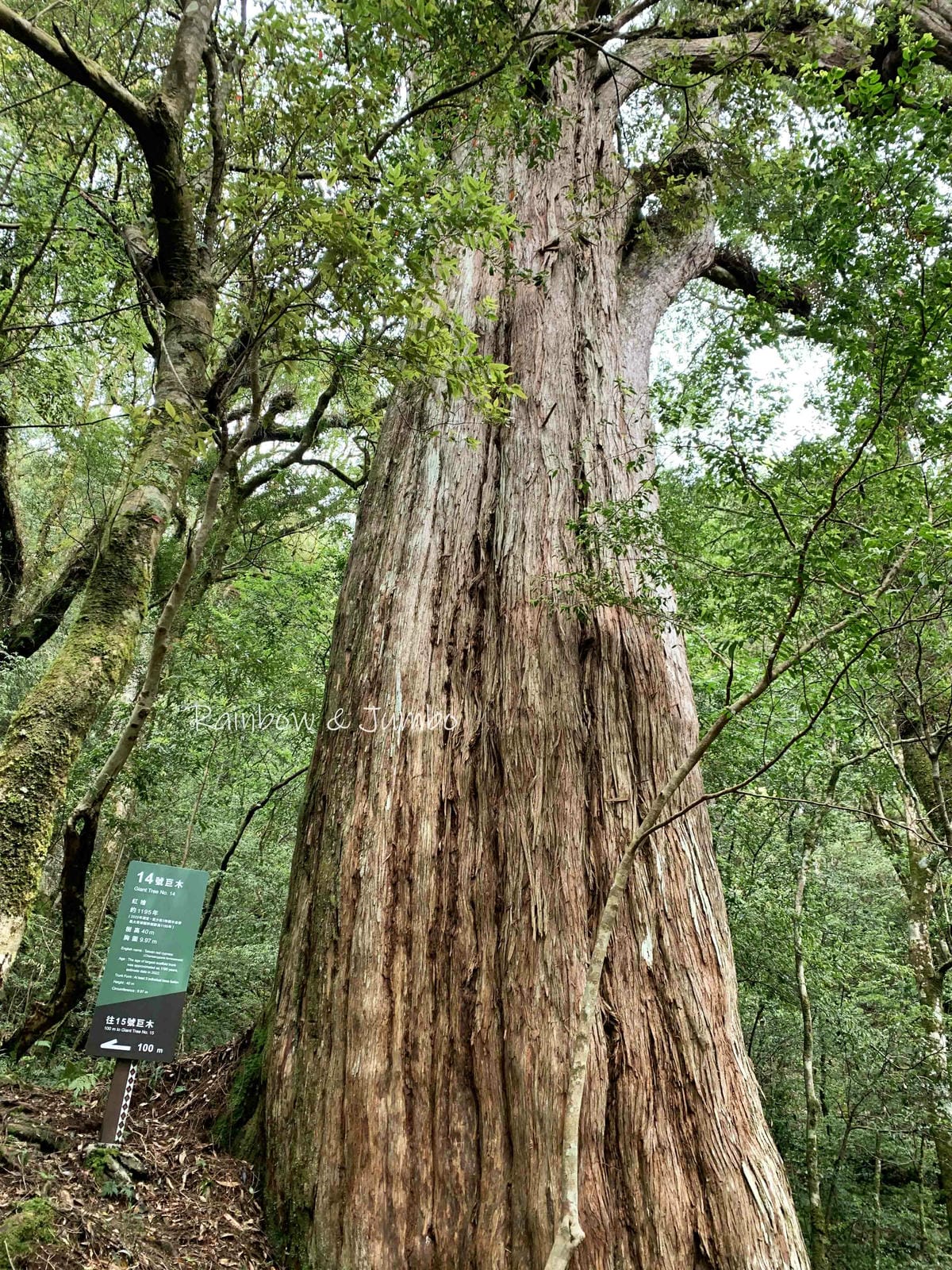 【桃園復興|桃園景點】拉拉山巨木區|拉拉山國家森林遊樂區必訪 【桃園復興|桃園景點】拉拉山巨木區|拉拉山國家森林遊樂區必訪