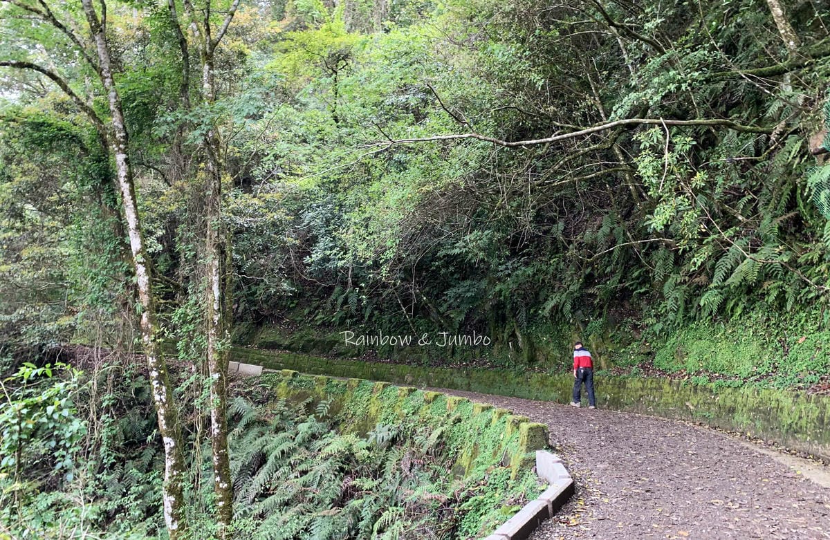 【桃園復興|桃園景點】拉拉山巨木區|拉拉山國家森林遊樂區必訪 【桃園復興|桃園景點】拉拉山巨木區|拉拉山國家森林遊樂區必訪