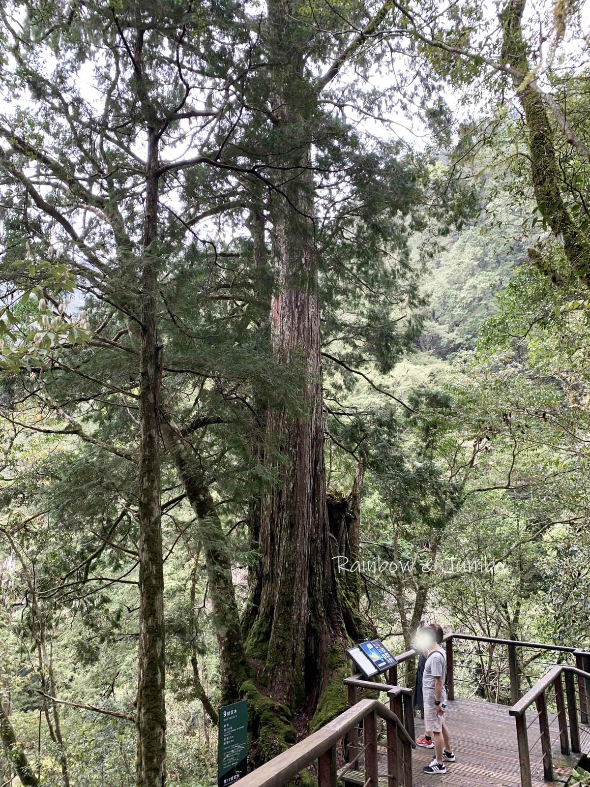 【桃園復興|桃園景點】拉拉山巨木區|拉拉山國家森林遊樂區必訪 【桃園復興|桃園景點】拉拉山巨木區|拉拉山國家森林遊樂區必訪