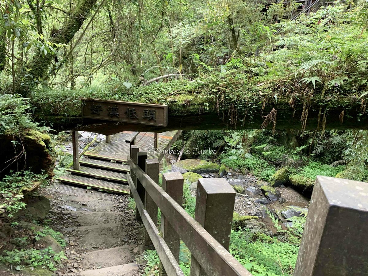 【桃園復興|桃園景點】拉拉山巨木區|拉拉山國家森林遊樂區必訪 【桃園復興|桃園景點】拉拉山巨木區|拉拉山國家森林遊樂區必訪