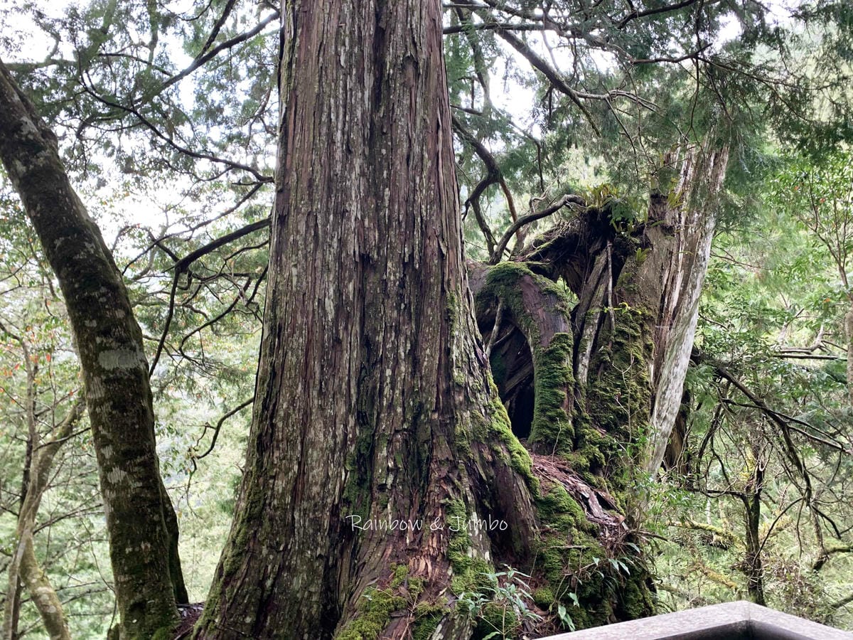 【桃園復興|桃園景點】拉拉山巨木區|拉拉山國家森林遊樂區必訪 【桃園復興|桃園景點】拉拉山巨木區|拉拉山國家森林遊樂區必訪