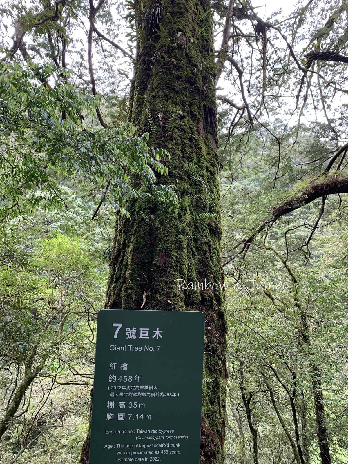 【桃園復興|桃園景點】拉拉山巨木區|拉拉山國家森林遊樂區必訪 【桃園復興|桃園景點】拉拉山巨木區|拉拉山國家森林遊樂區必訪