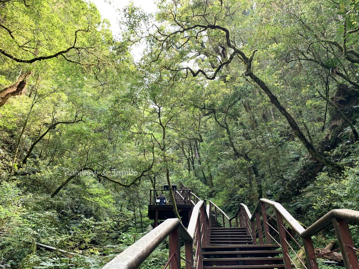 【桃園復興|桃園景點】拉拉山巨木區|拉拉山國家森林遊樂區必訪 【桃園復興|桃園景點】拉拉山巨木區|拉拉山國家森林遊樂區必訪