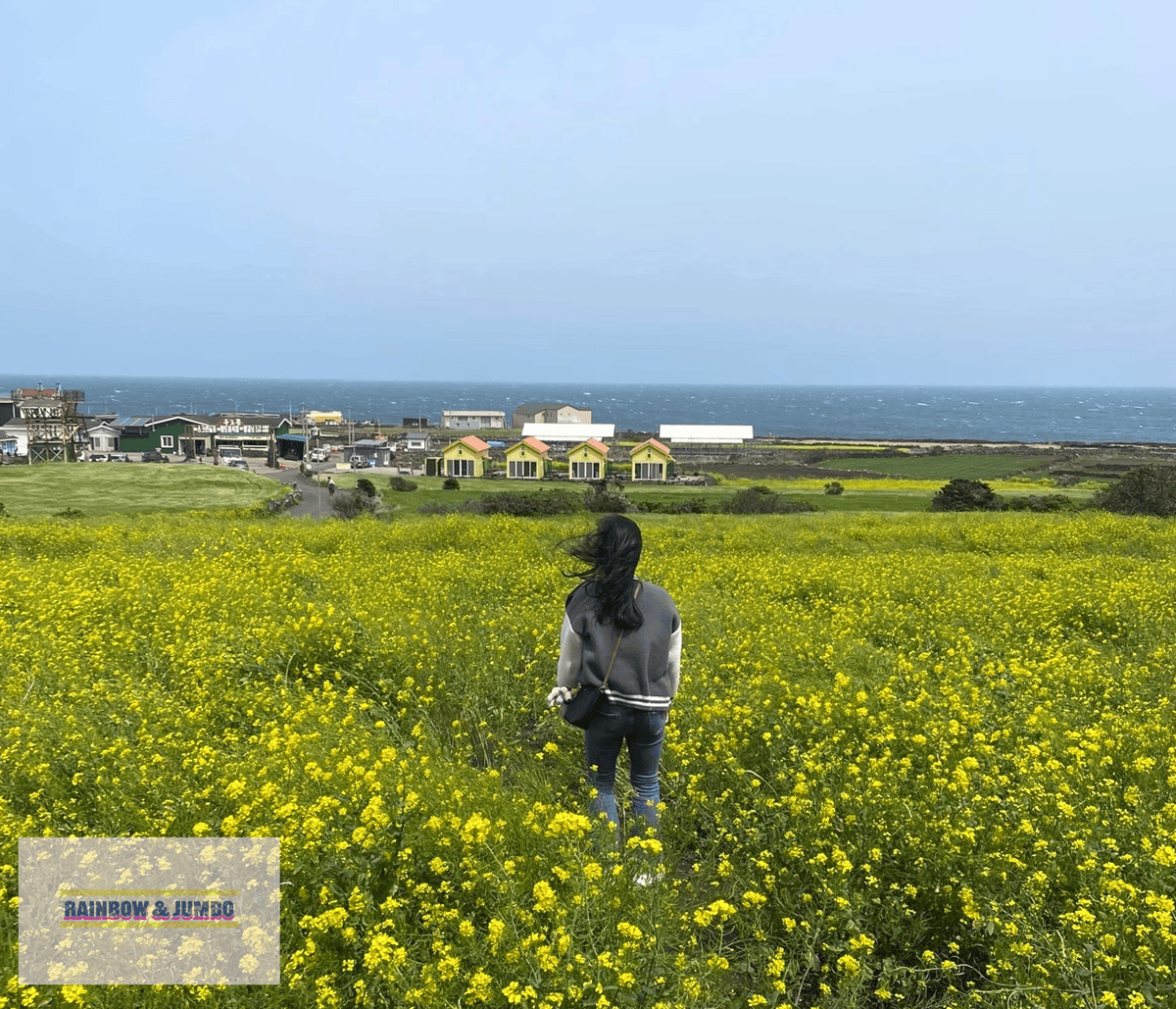 2024 Rainbow濟州島自由行|跳島去牛島-밭318( 2024 Rainbow濟州島自由行|跳島去牛島-밭318(