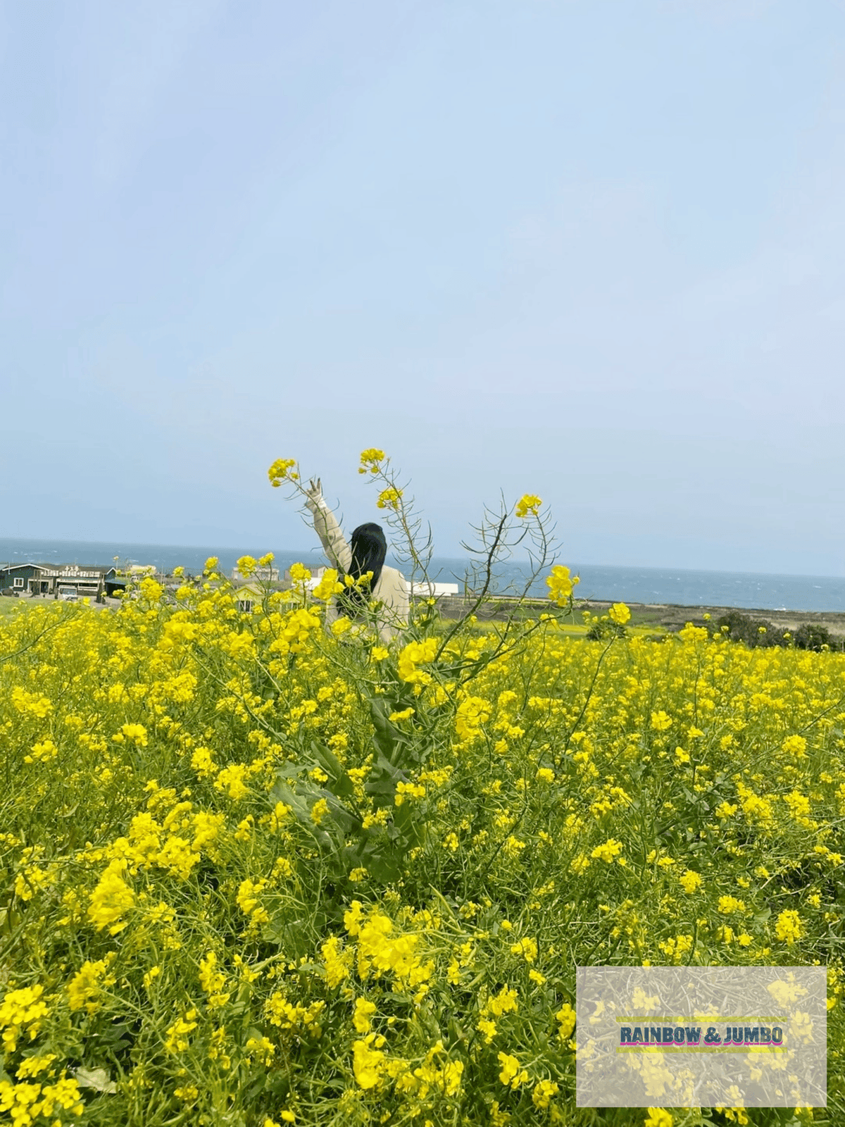 2024 Rainbow濟州島自由行|跳島去牛島-밭318( 2024 Rainbow濟州島自由行|跳島去牛島-밭318(