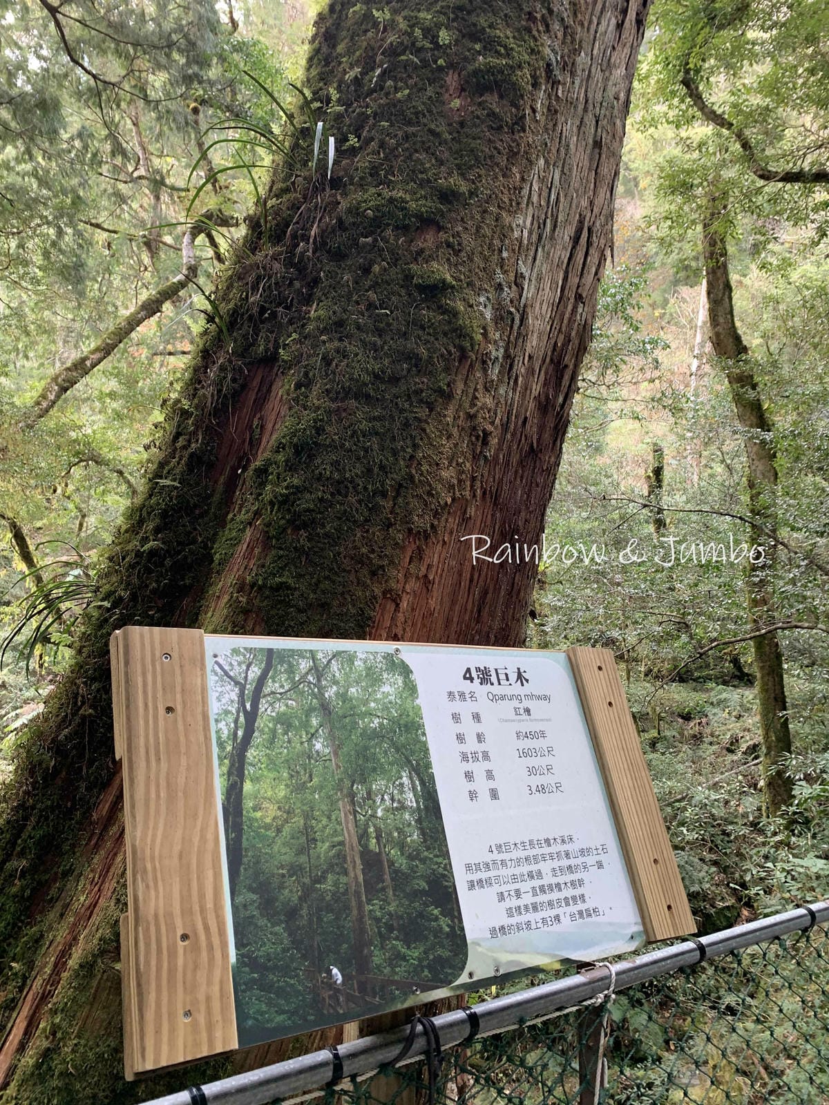 【新竹旅遊】新竹尖石|司馬庫斯兩天一夜|軍艦岩吊橋、司馬庫斯 【新竹旅遊】新竹尖石|司馬庫斯兩天一夜|軍艦岩吊橋、司馬庫斯