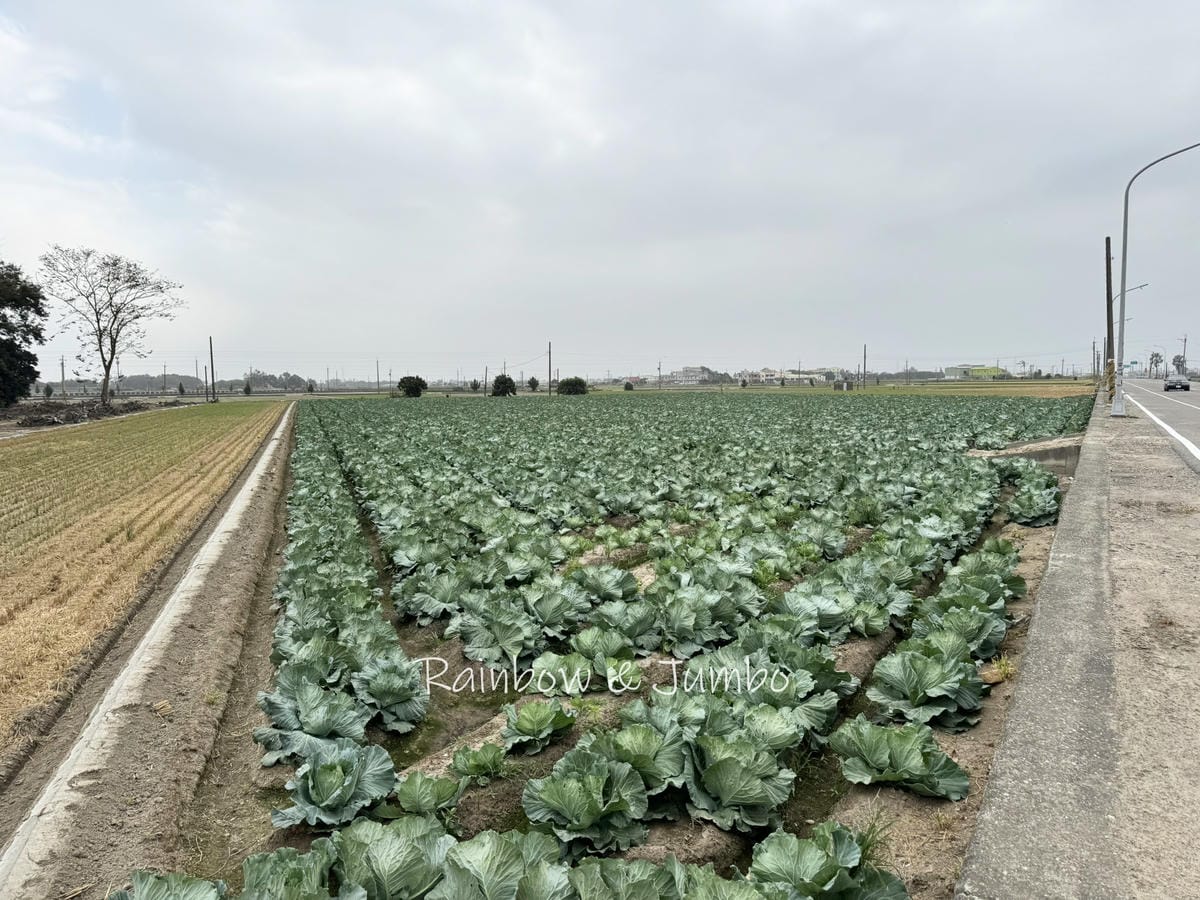 分段徒步環島|Day 18華安大飯店-田心仔民宿|斗南車站、 分段徒步環島|Day 18華安大飯店-田心仔民宿|斗南車站、