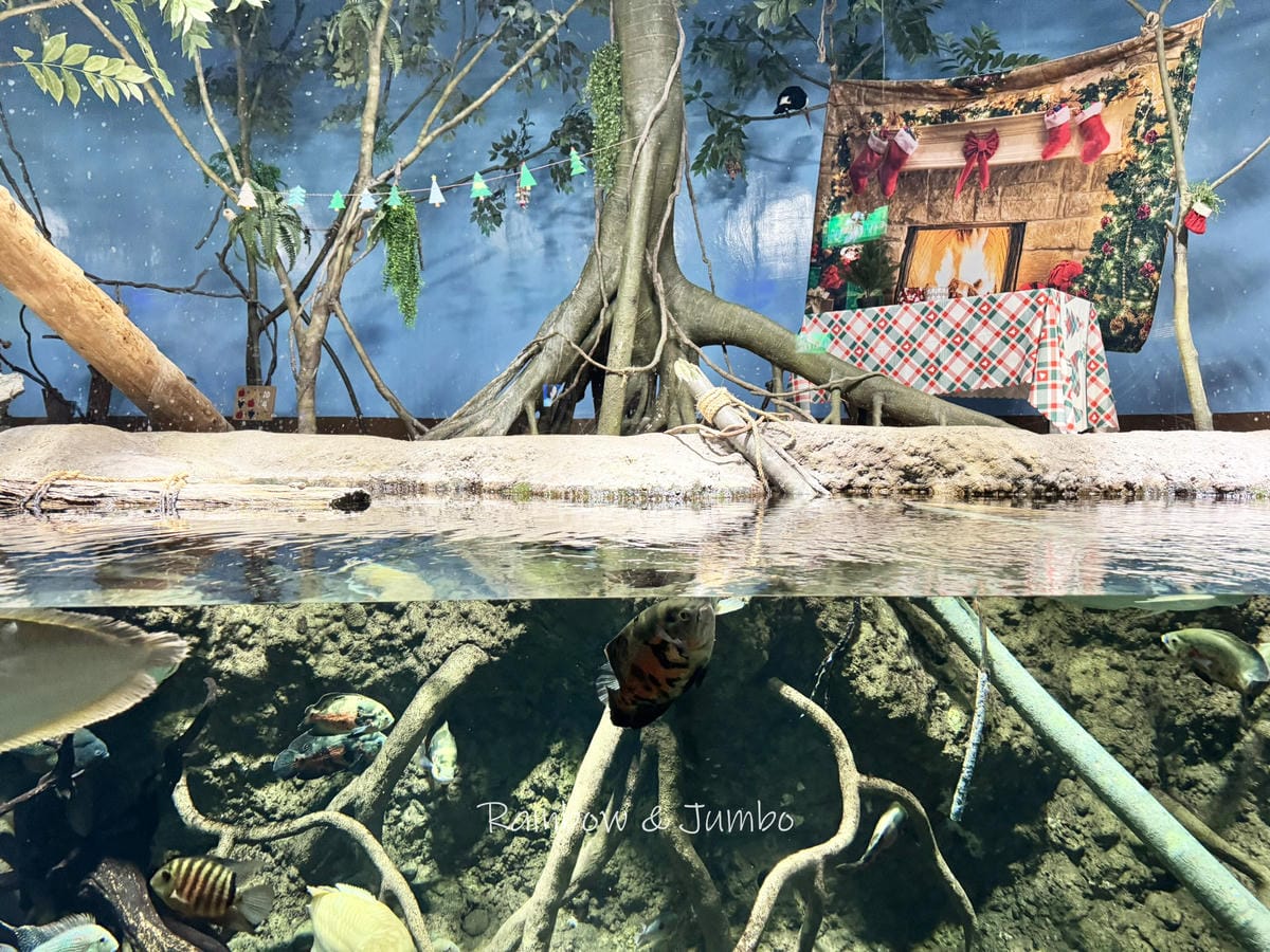 【桃園中壢|中壢景點】Xpark|北部最大水族館,高鐵桃園站 【桃園中壢|中壢景點】Xpark|北部最大水族館,高鐵桃園站