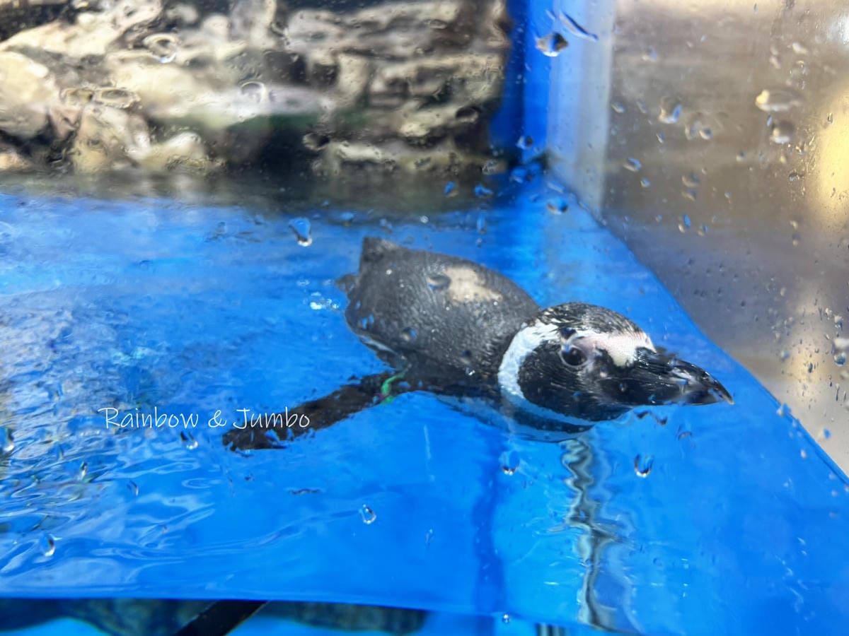 【桃園中壢|中壢景點】Xpark|北部最大水族館,高鐵桃園站 【桃園中壢|中壢景點】Xpark|北部最大水族館,高鐵桃園站